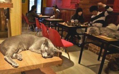 猫咖店的经营理念-分析开猫咖店需要准备什么-猫咖店怎么盈利赚钱